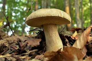 海绵，森林，自然，步行，保加利亚，Stara Planina