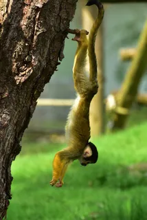 松鼠猴,松鼠,卡通动漫人物,屏幕截图,工艺品,猴子吊在树上 松鼠猴,松鼠,卡通动漫人物,屏幕截图,工艺品,猴子吊在树上