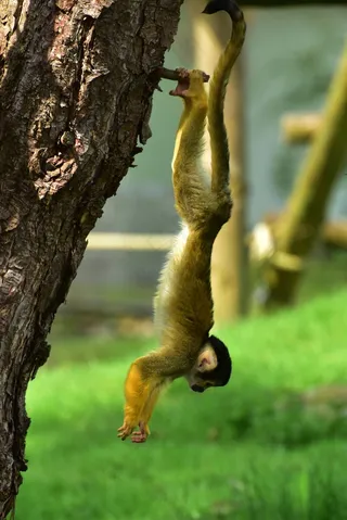 松鼠猴,松鼠,卡通动漫人物,屏幕截图,工艺品,猴子吊在树上