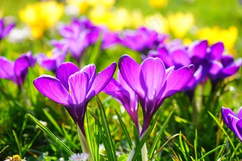 番红花,花,春天,Bühen,紫色,开花,盛开 番红花,花,春天,Bühen,紫色,开花,盛开