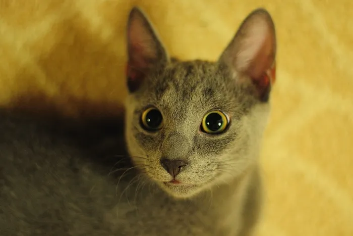 猫，俄罗斯蓝色，动物，猫人，鼻子，可爱