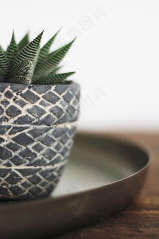 植物，芦荟，绿色