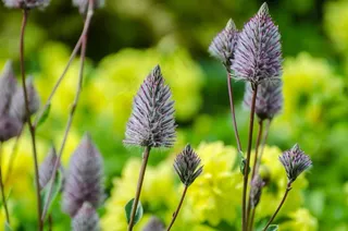 植物，花，绿色，植物园，花的，自然，春天
