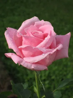 玫瑰,粉红色,泰国,花园,花,盛开,开花 玫瑰,粉红色,泰国,花园,花,盛开,开花