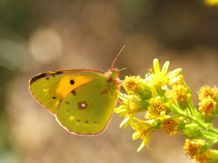 蝴蝶，橙色，绿色，吸吮，Libar，花