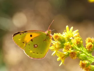 蝴蝶，橙色，绿色，吸吮，Libar，花