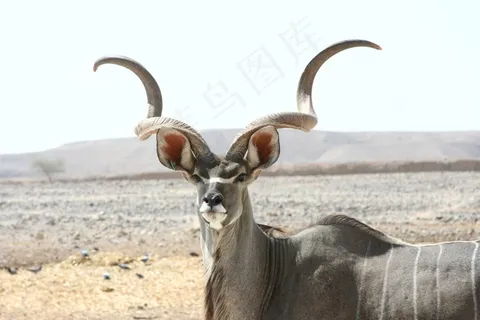 羚羊羚羊，哺乳动物，野生动物，羚羊，野生，自然