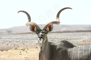 羚羊羚羊，哺乳动物，野生动物，羚羊，野生，自然