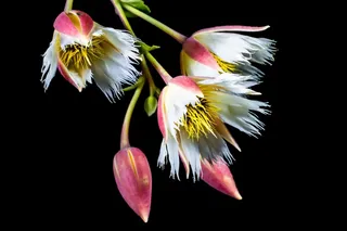 开花，开花，白，开花的树枝