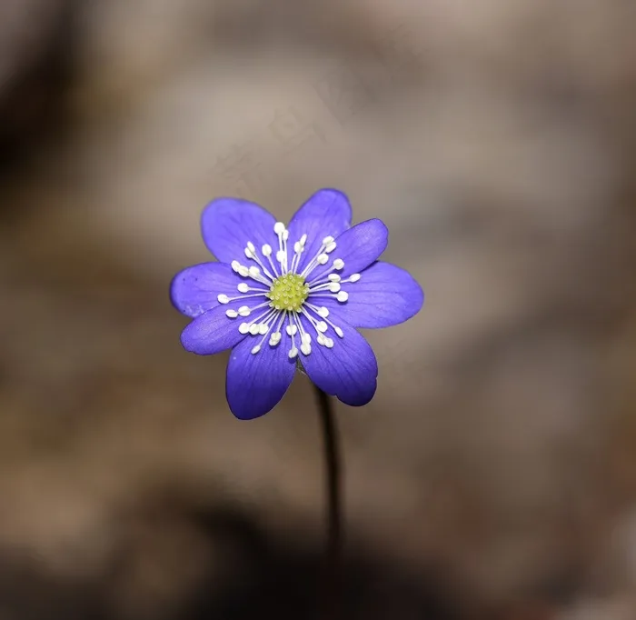 肝，花，开花，蓝色，春天的花朵
