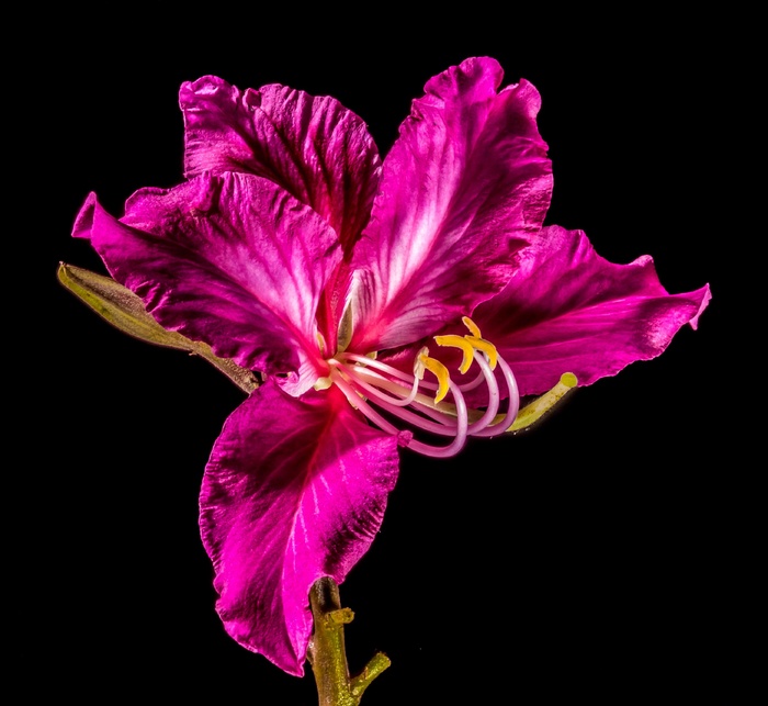 开花，花，紫色，明亮