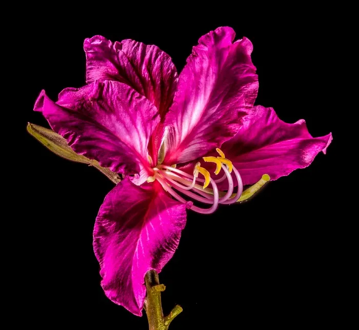 开花，花，紫色，明亮