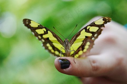 蝴蝶娃娃，娃娃，蝴蝶，休息，袖