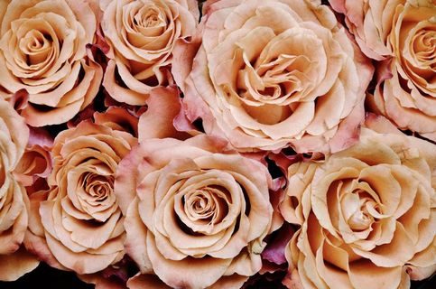 玫瑰，花，植物，自然，植物群，白，爱