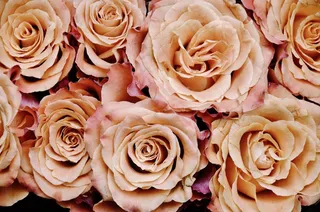 玫瑰，花，植物，自然，植物群，白，爱