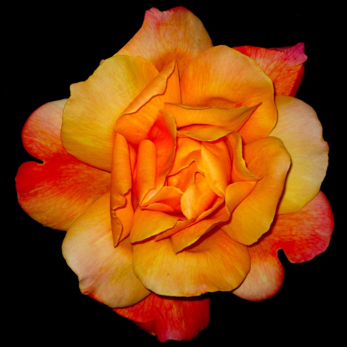 玫瑰，开花，花瓣，盛开，花