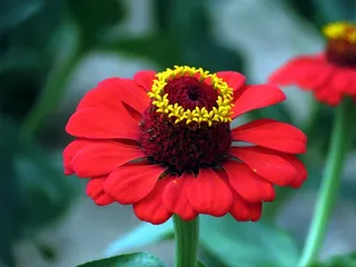 紫薇，鲜花，自然，秋天