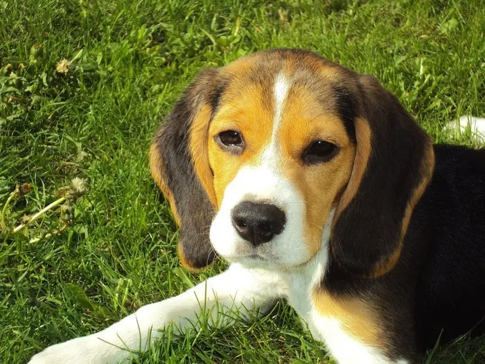 女孩,比格犬/猎兔犬,美女,比格犬,巴吉度犬,考虑在草丛中的小猎犬小狗