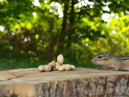 花栗鼠，动物，小动物，可爱，自然，伍兹，食品