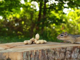 花栗鼠，动物，小动物，可爱，自然，伍兹，食品