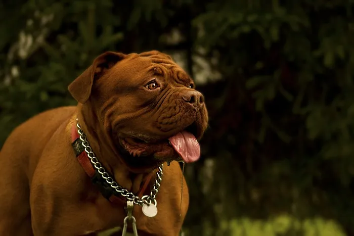 波尔多，法语，狗，Dogue，背景，斗牛犬