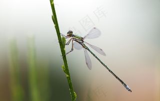 Lestes Virens，小绿宝石豆娘，男性