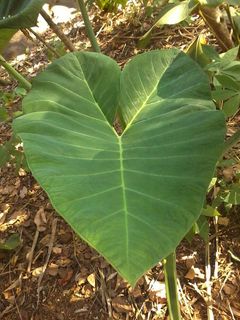 叶子，植物，自然，绿色，环境，增长