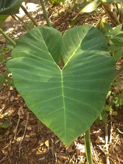 叶子，植物，自然，绿色，环境，增长