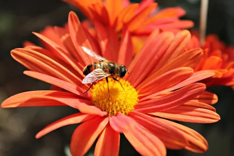 花,蜜蜂,花蜜,昆虫,花粉,授粉 花,蜜蜂,花蜜,昆虫,花粉,授粉