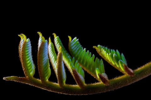 幼叶，男孩笋，春天，毛茸茸