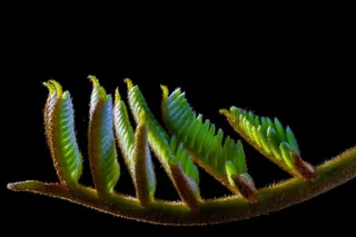 幼叶，男孩笋，春天，毛茸茸