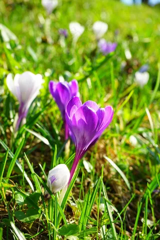 番红花，花，春天，紫色，开花，关闭