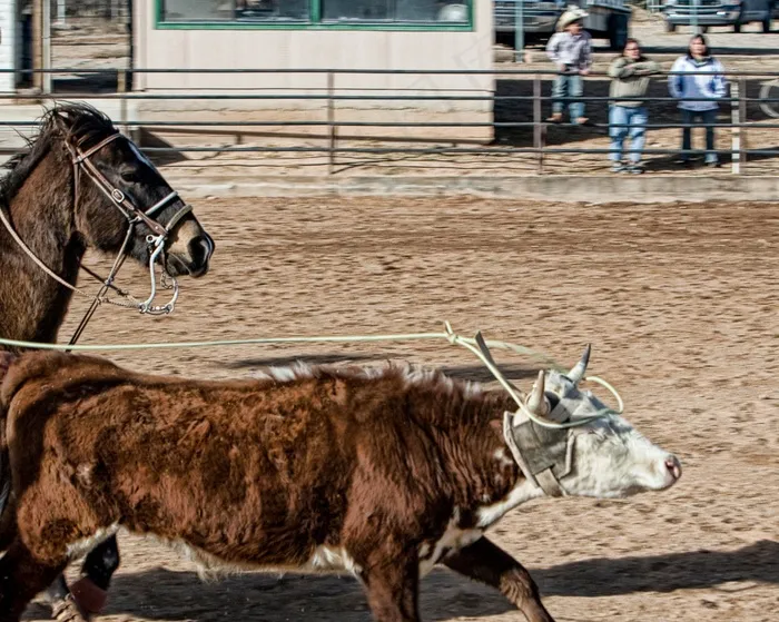 马，牛，绳索，西方，动物，农业