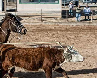 马，牛，绳索，西方，动物，农业