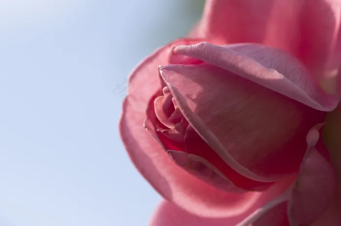 玫瑰，粉红色，自然，花，香，美容，花园