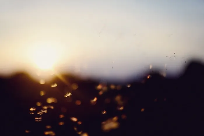 日落，散景，蒲公英，夏天，直射光