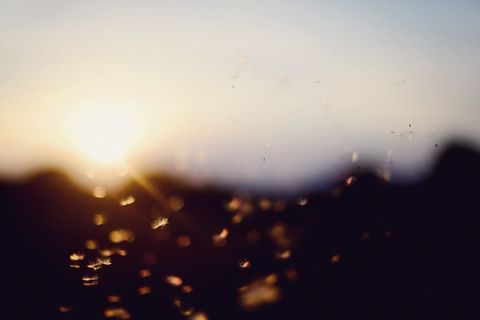 日落，散景，蒲公英，夏天，直射光