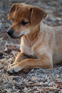 狗，小狗，厚脸皮，好奇，小狗，宠物，杂种