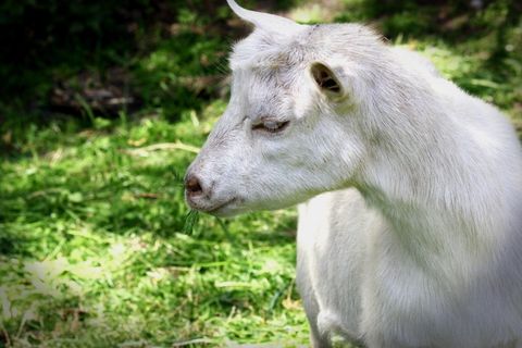 山羊，牲畜，宠物，比利山羊，Prima Donna