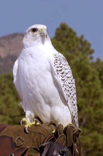 Gyrfalcon，猎鹰，Gerfalcon，鹰，猎人，吉祥物