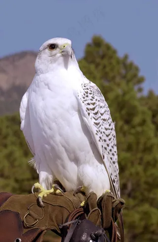Gyrfalcon，猎鹰，Gerfalcon，鹰，猎人，吉祥物