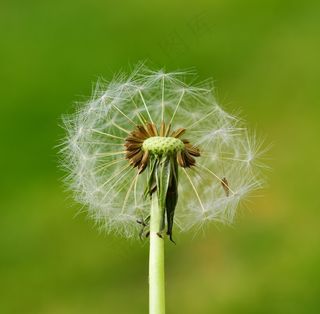 蒲公英，种子，植物，飞行的种子，春天，宏