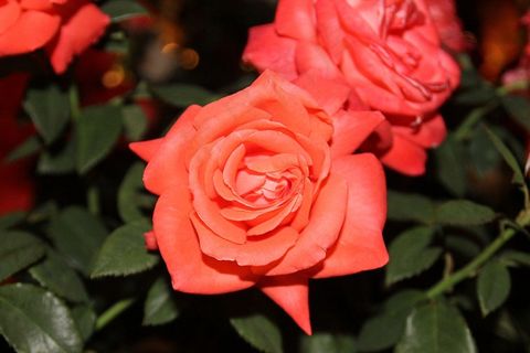 玫瑰，花，盛开，夏天，植物，盛开，自然