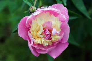 花，韩国花，夏天花