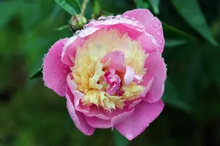 花，韩国花，夏天花