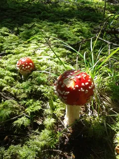 飞木耳，森林，蘑菇，草，苔，有毒