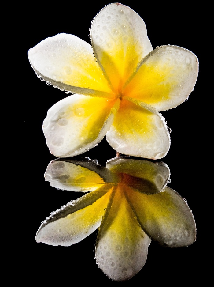 开花，花，白，黄色，素馨花