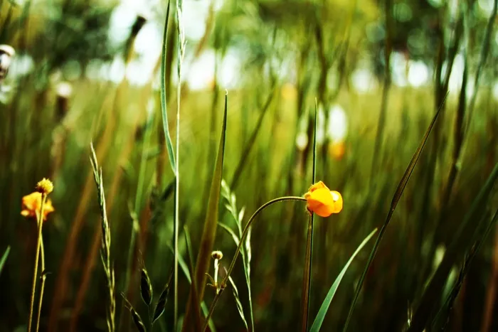 绿色，草，自然，夏天，场，植物，自然