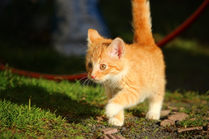 猫，小猫，猫宝宝，幼猫，鲭鱼