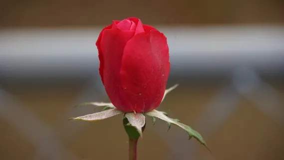 玫瑰，玫瑰，鲜花，性质，红色的花瓣